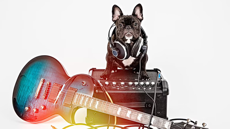 Dog with a guitar